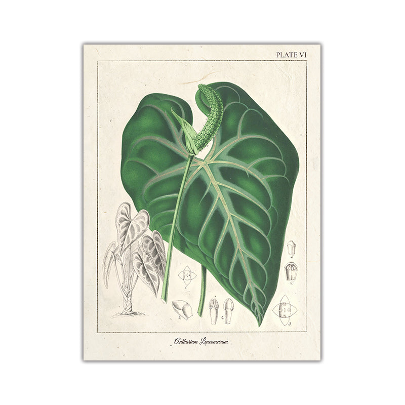 Quadro poster con piante stile vintage