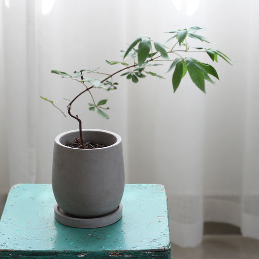 Vaso in ceramica con piatto abbinato per piante da interno